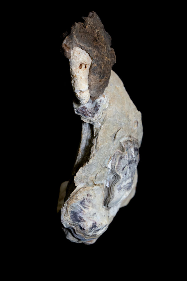 Oyster Muse