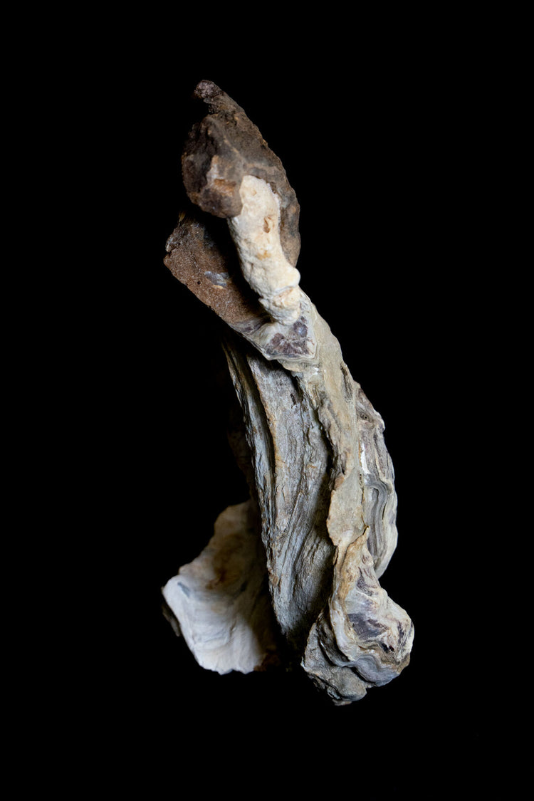 Oyster Muse