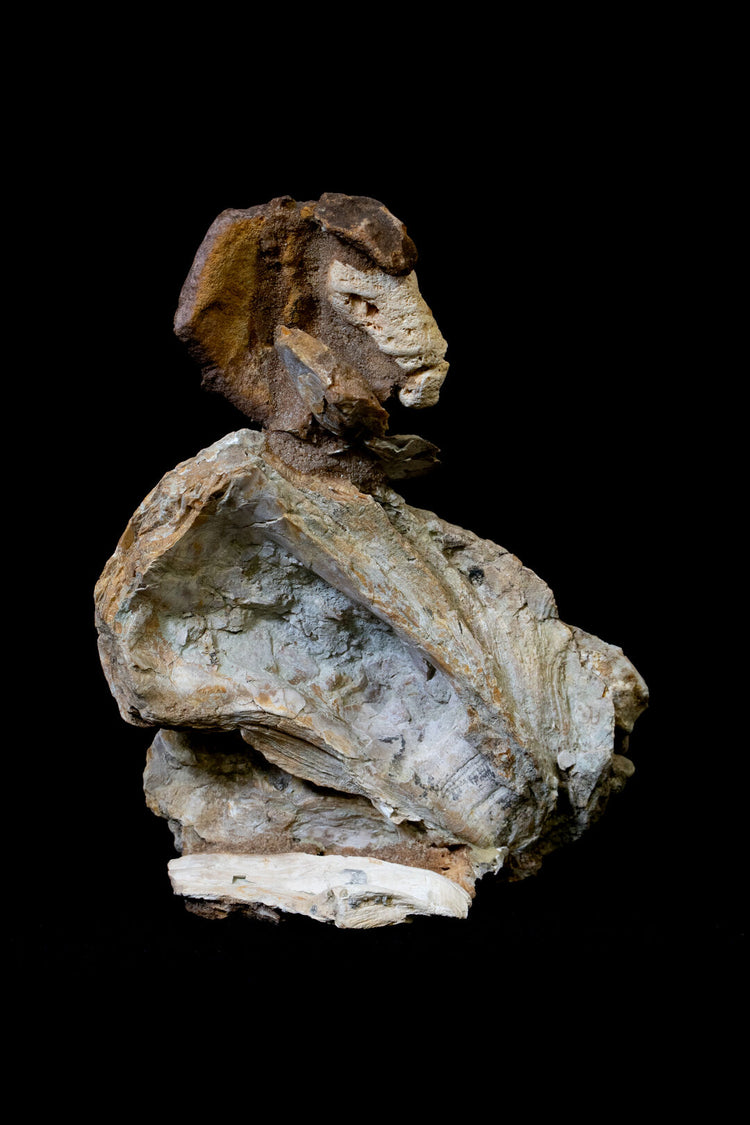Oyster Muse