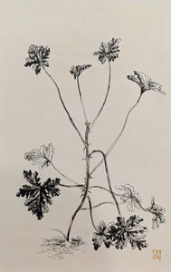 Botanical Study of a Herbaceous Plant