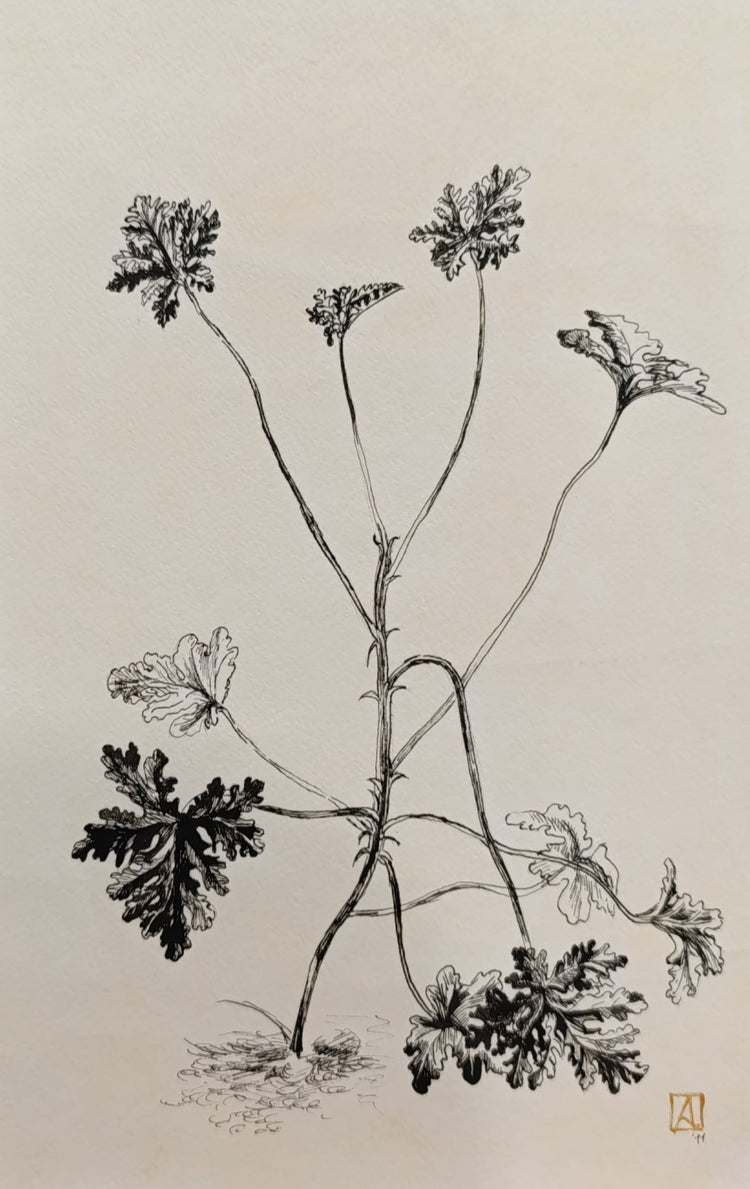 Botanical Study of a Herbaceous Plant