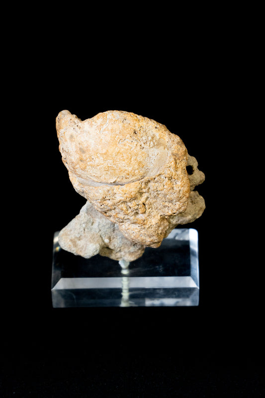 Fossilized Essence
